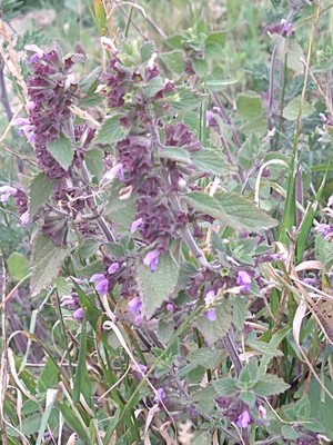 photo of Black Horehound