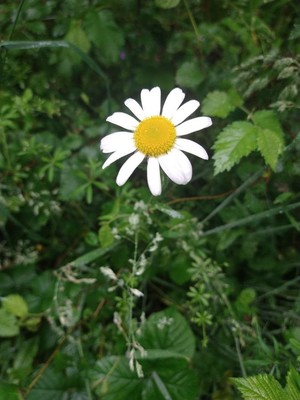 photo of Oxeye Daisy