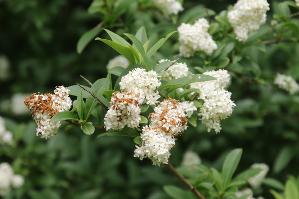 photo of Wild Privet