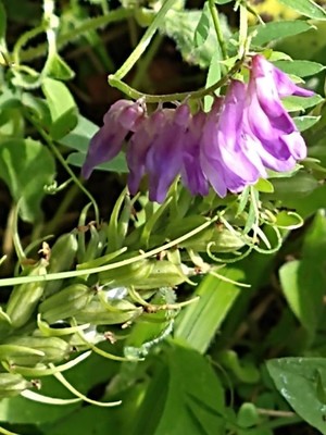 photo of Fodder Vetch