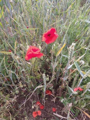photo of Common Poppy