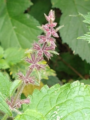 photo of Hedge Woundwort