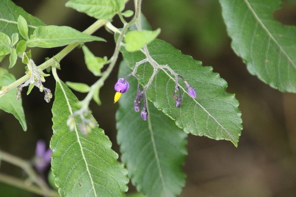 photo of Bittersweet