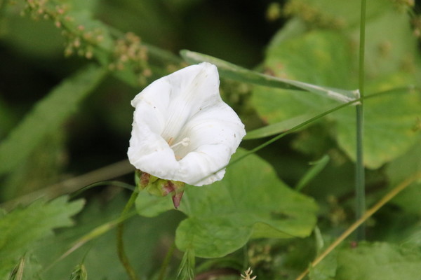 photo of Hedge Bindweed