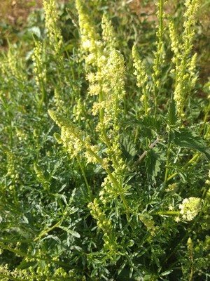 photo of Wild Mignonette