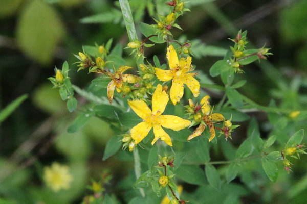 photo of Perforate St. John's Wort