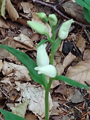 photo of White Helleborine