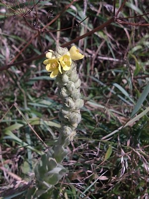 photo of Great Mullein