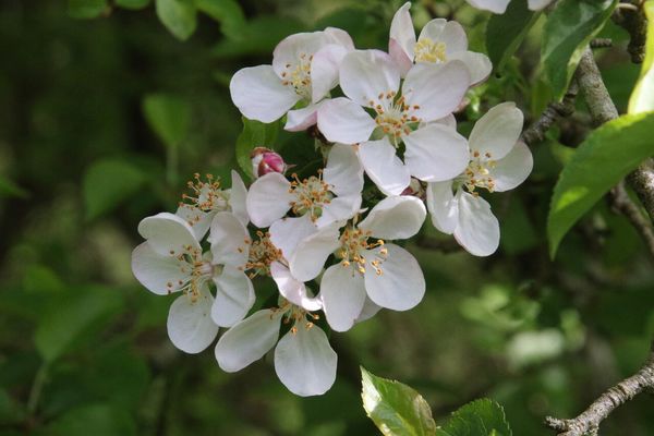 photo of Crab Apple