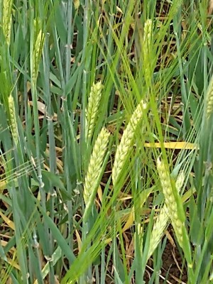photo of Barley