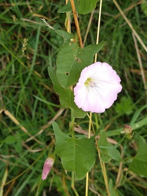 photo of Field Bindweed
