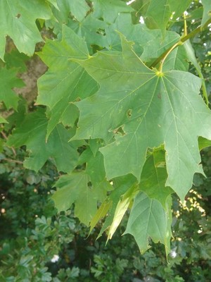 photo of Norway Maple