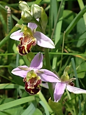 photo of Bee Orchid