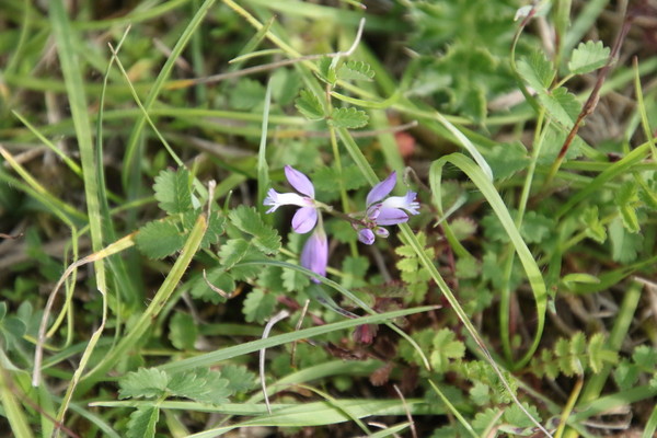 photo of Heath Milkwort