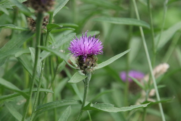 photo of Common Knapweed
