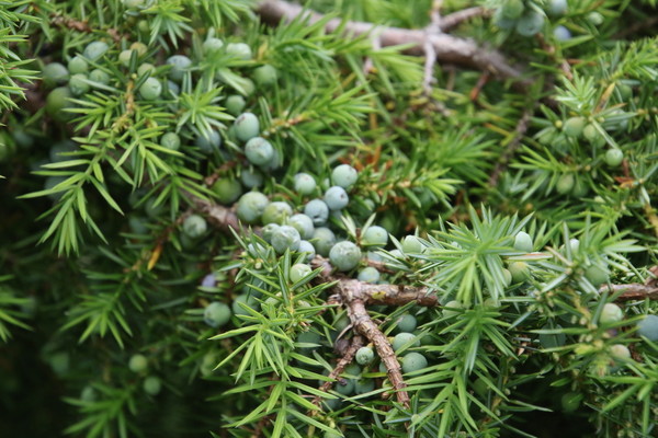 photo of Common Juniper