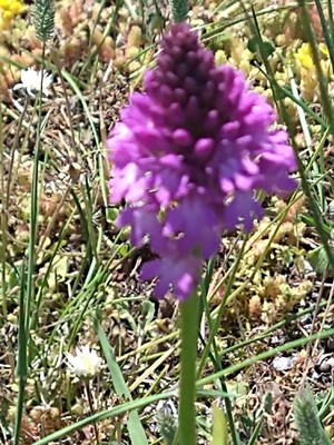 photo of Pyramidal Orchid