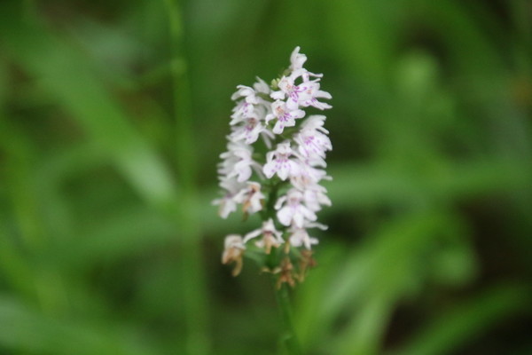 photo of Common Spotted Orchid
