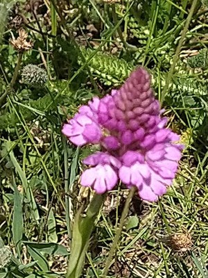 photo of Pyramidal Orchid