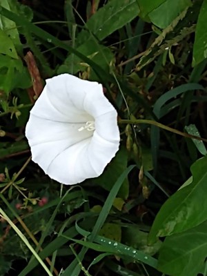 photo of Hedge Bindweed