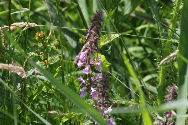 photo of Marsh Woundwort
