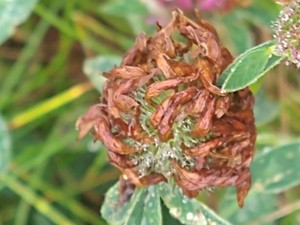 photo of Red Clover