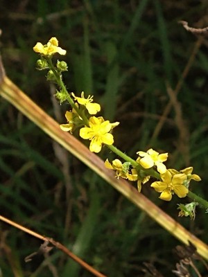 photo of Agrimony