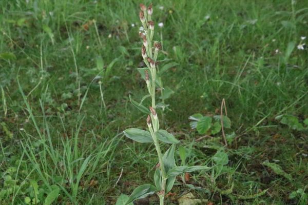 photo of White Helleborine