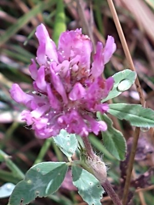 photo of Red Clover