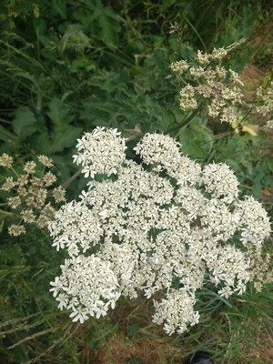 photo of Hogweed