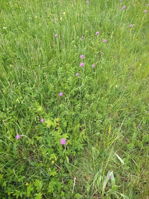 photo of Meadow Thistle