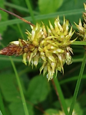 photo of False Fox Sedge
