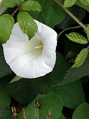 photo of Hedge Bindweed