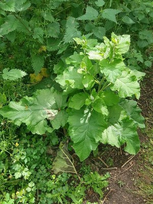 photo of Lesser Burdock