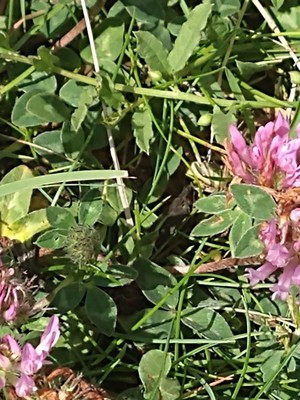photo of Red Clover
