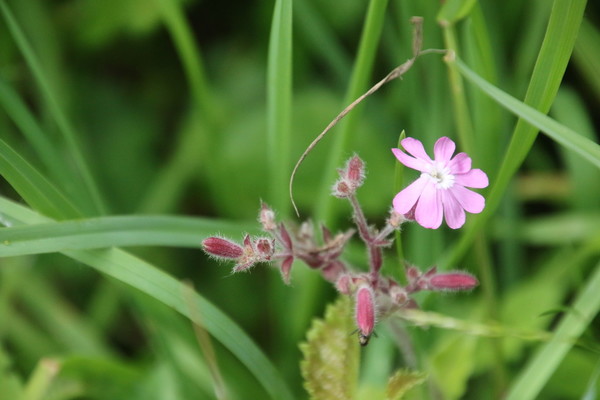 photo of Red Campion