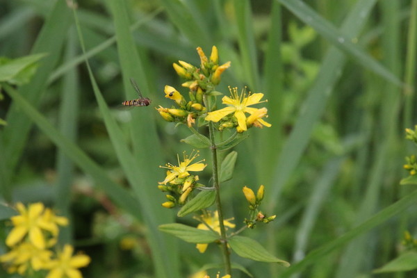 photo of Hairy St John's Wort
