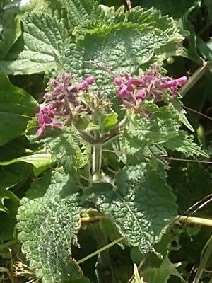photo of Hedge Woundwort