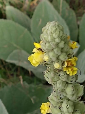 photo of Great Mullein