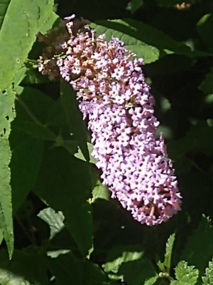 photo of Butterfly Bush