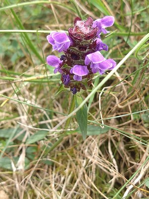 photo of Selfheal
