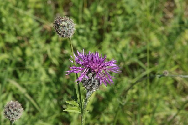 photo of Greater Knapweed
