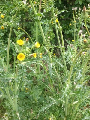 photo of Prickly Sow Thistle