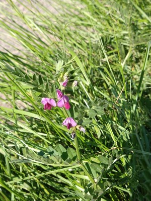 photo of Common Vetch