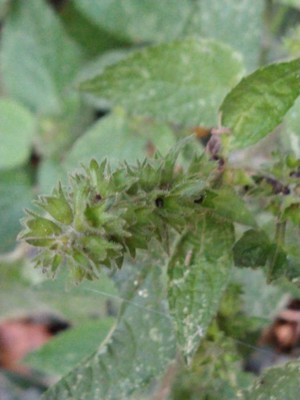 photo of Hedge Woundwort