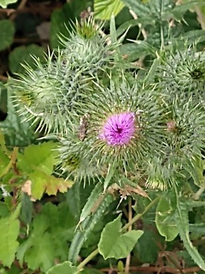 photo of Spear Thistle