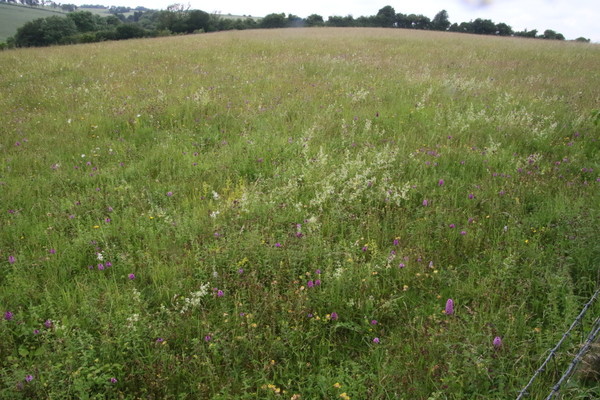 photo of Pyramidal Orchid