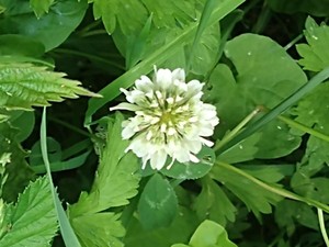 photo of White Clover