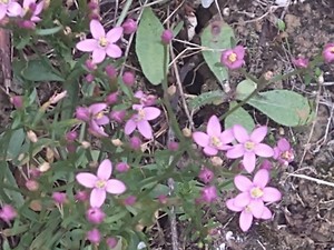 photo of Common Centaury