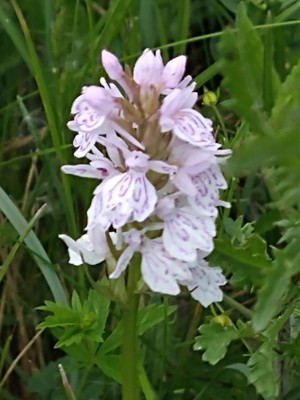 photo of Heath Spotted Orchid